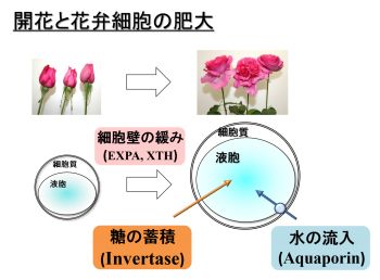 花組－3