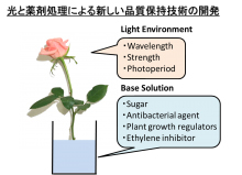 花組－9