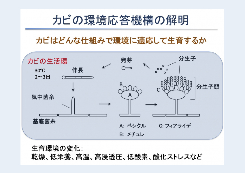 カビの環境応答機構の解明