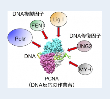 研究紹介－1