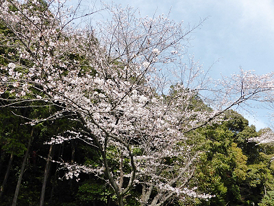 花見2014年度－