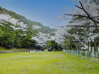 花見2015年度－1