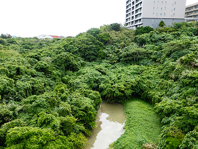 琉球大学の自然に囲まれたキャンパス