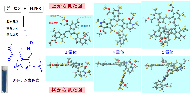 クチナシ青色素の分子構造