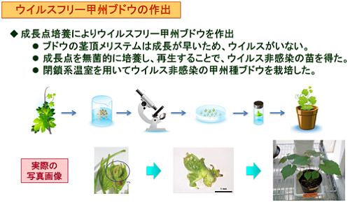 ウイルスフリー甲州ブドウの作出