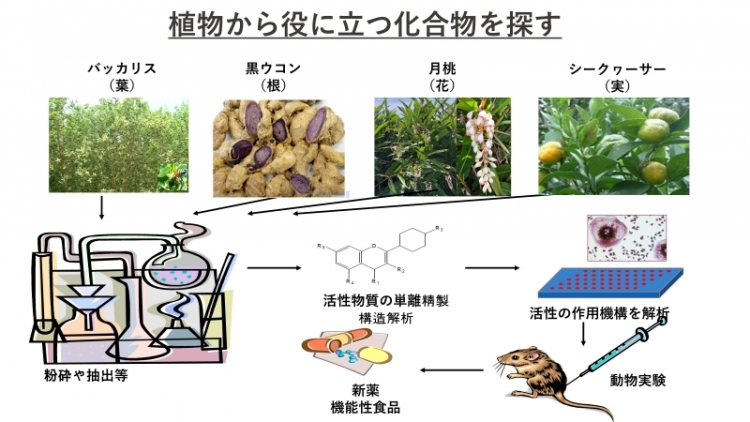 植物から役に立つ化合物を探す