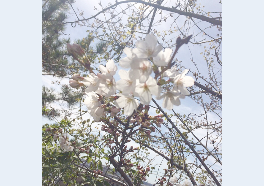 花見2018年度