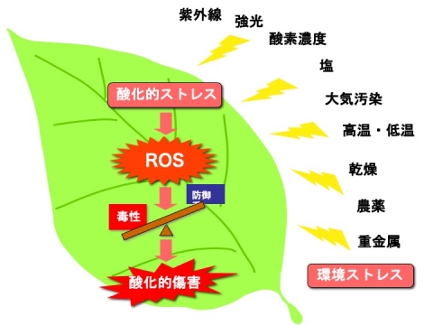 研究紹介－1