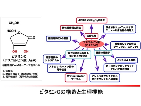 アスコルビン酸－1