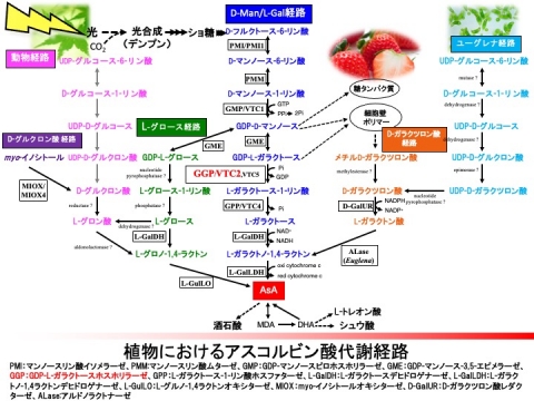 アスコルビン酸－2