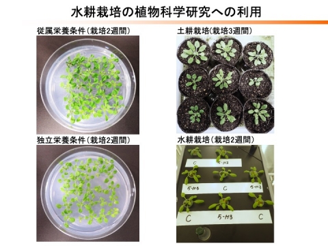 水耕栽培装置の開発