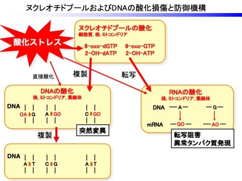 DNA突然変異抑制機構－1