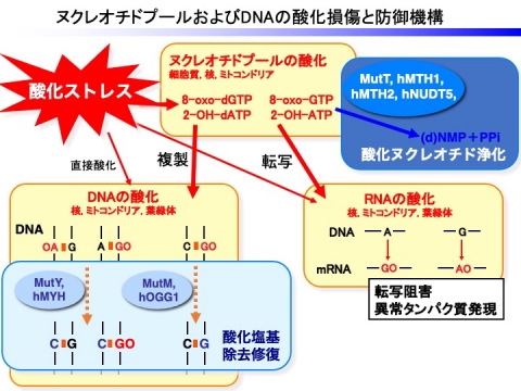 DNA突然変異抑制機構－2