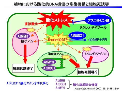 DNA突然変異抑制機構－3