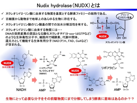 Nudix hidrolase－1