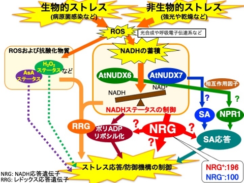 Nudix hidrolase－3