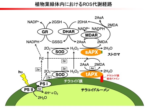 転写後調節によるストレス応答－1