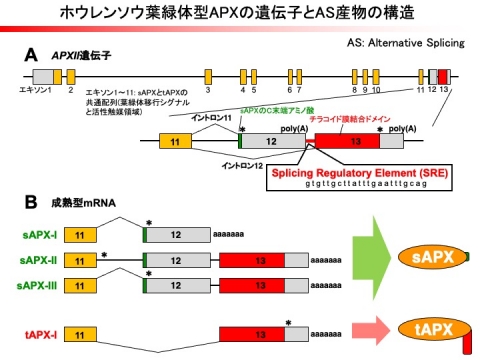 転写後調節によるストレス応答－2