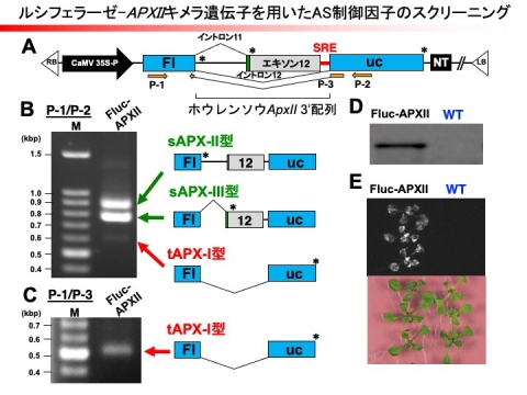 転写後調節によるストレス応答－3